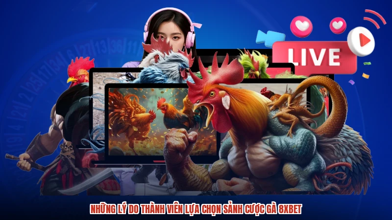 Những lý do thành viên lựa chọn sảnh cược gà 8XBET