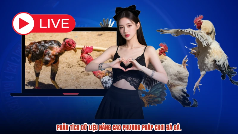 Phân tích dữ liệu nâng cao phương pháp chơi đá gà.