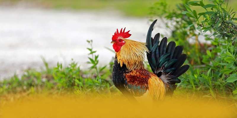 Chuong trinh thuong gia tri lon danh cho cong dong tai 8XBET